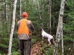 black bear hunting at lodge in northern maine