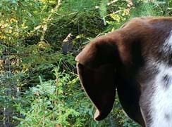 black bear hunting at lodge in northern maine