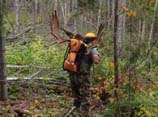 black bear hunting at lodge in northern maine