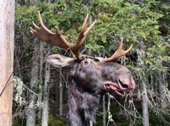 black bear hunting at lodge in northern maine