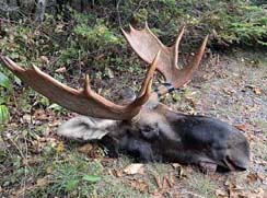 black bear hunting at lodge in northern maine